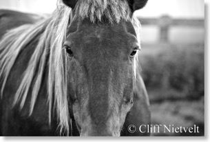 Stallion Portrait